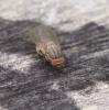 Minettia tabidiventris